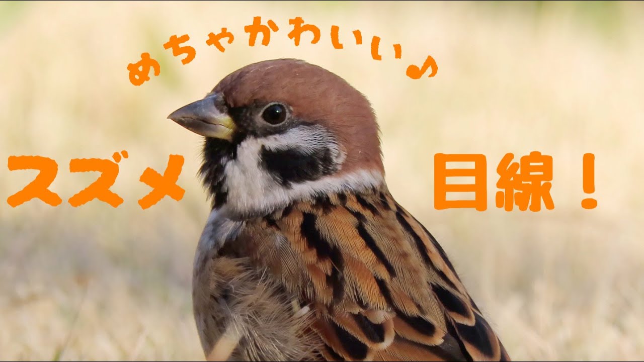 かわいいスズメちゃんを雀目線で眺める動画 Japanese Sparrow Youtube