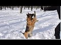 ЗАБАВНАЯ Немецкая овчарка Элли. Funny German Shepherd Alley. Одесса.