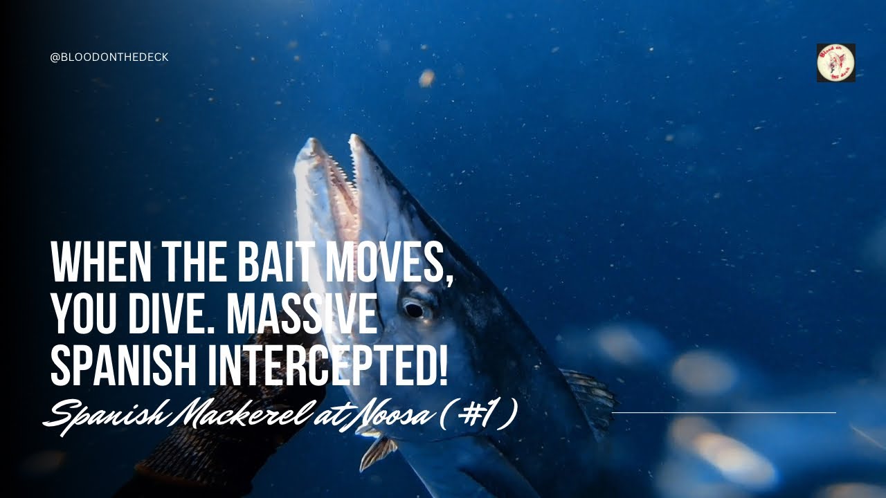 When the bait moves, you dive! | Spearfishing Spanish Mackerel at Noosa (#1)