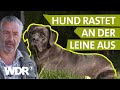 Hundebegegnungen ohne Bellen und Zerren | Hunde verstehen (8) | Tierratgeber | WDR