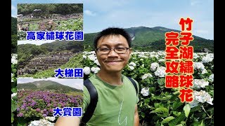 [竹子湖繡球花完全攻略] 陽明山三大熱門繡球花園對應公車站牌 ...