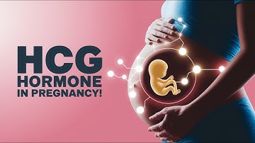 hCG Hormone in Pregnancy Explained: Importance and Role!