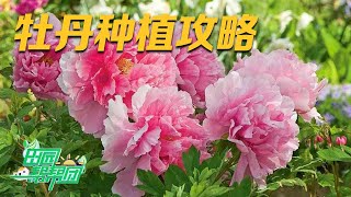 他种植的牡丹花量很少，竟是因为开启了“自我防护”功能！丨「田园帮帮团」20230615