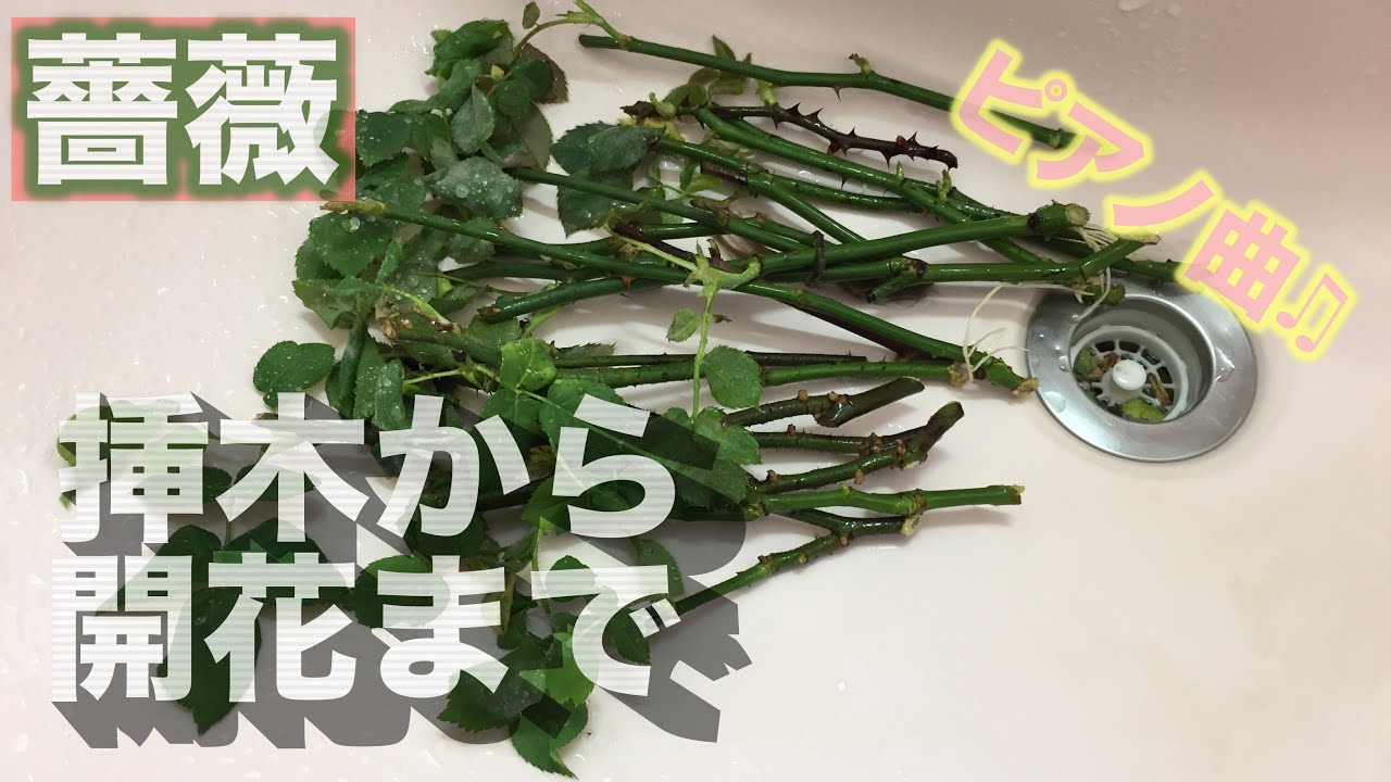 薔薇一年の記録 挿木取と鉢上げから開花最後の冬剪定 Youtube 薔薇一年の記録 挿木取と鉢上げから開花最後の冬剪定 Youtube