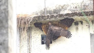 Honey Buzzard Having A Snack Viralhog