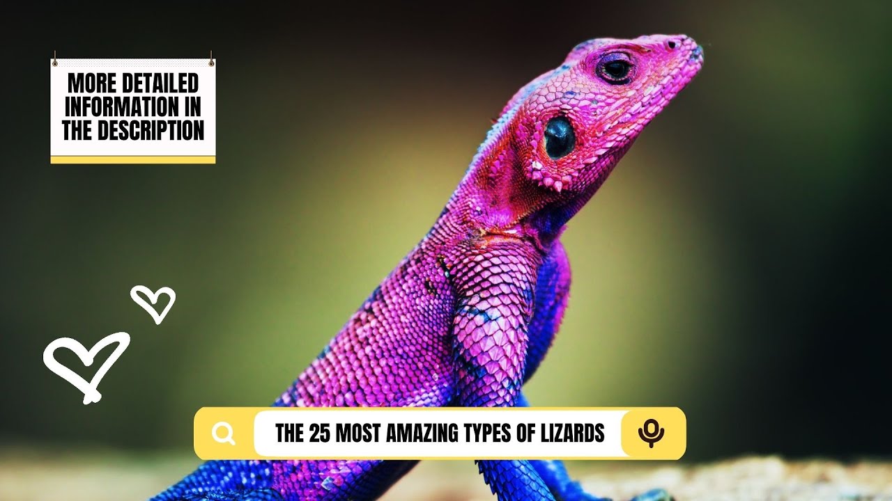 The 25 Most Amazing Types Of Lizards 🦎 🌿 - YouTube