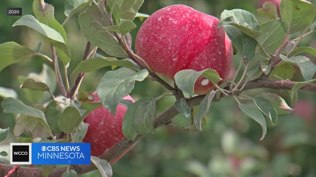 How do Minnesota apples get from the orchard to the store?