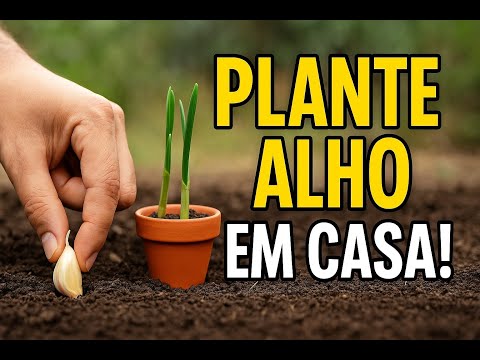 Como Plantar Alho de Maneira Simples Como Plantar Alho de Maneira Simples