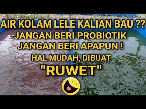 PENYEBAB KOLAM LELE BAU DAN CARA MENGATASINYA | PALING MUDAH DAN SIMPEL !