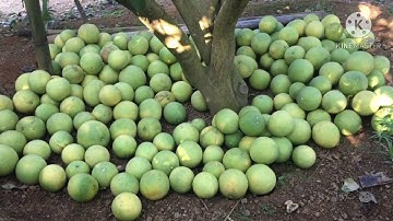 bưởi soi hà già 20 năm tuổi #freesky