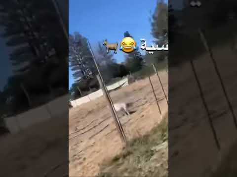 نفسيه الماعز