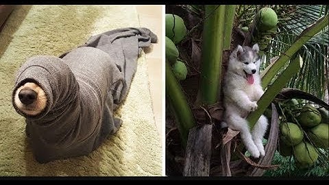 The Top 29 Dog Fails  Fail Army Hall of Fame December 2017 by (Hammasd Ali)