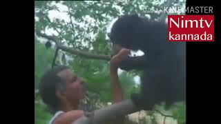 Animal friendly Humans || This indian family share their home with leopard || Nimtv kannada