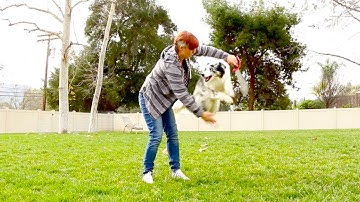 Jump Though a Hoop! - Dog Trick Tutorial