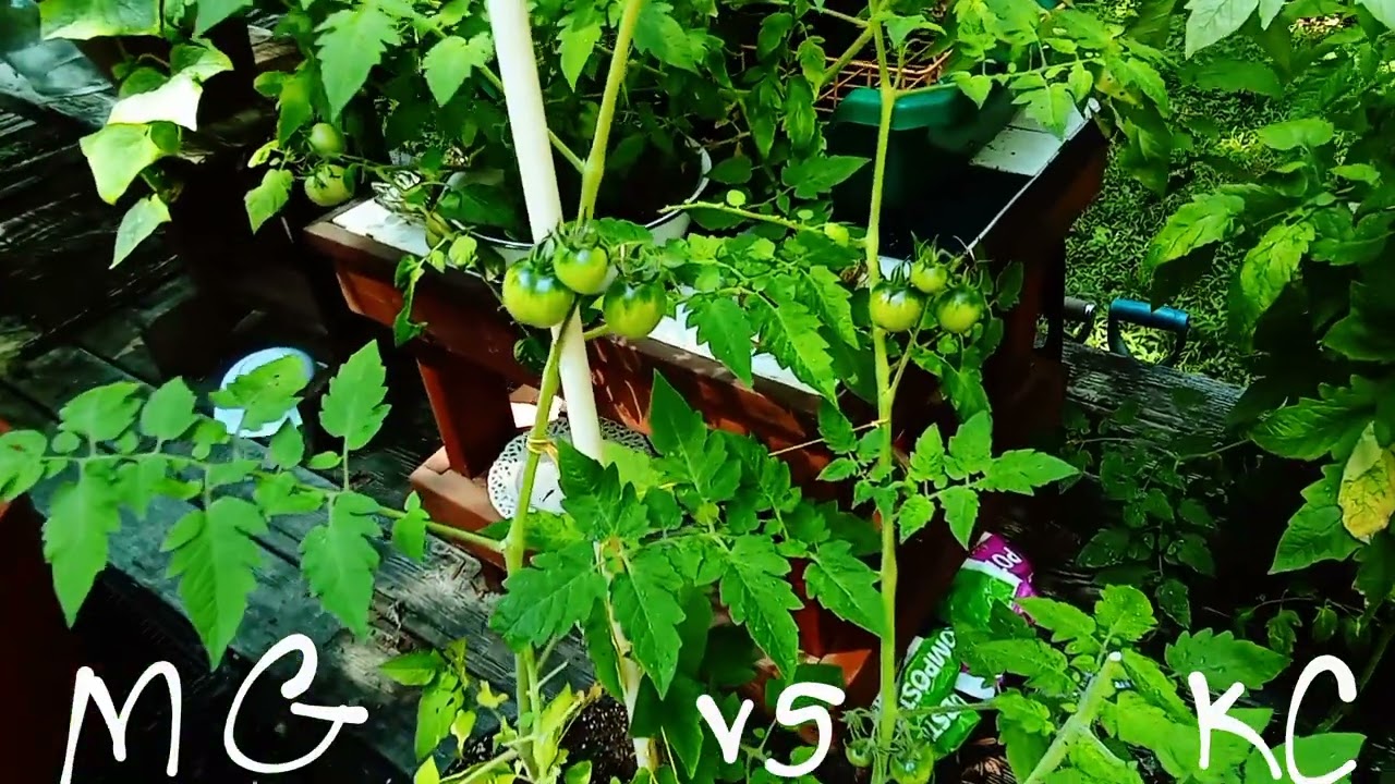 MIRACLE GROW off KUSHCRAFT vs the King ...