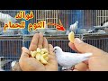 فوائد الثوم للحمام والطيور والطريقة الصحيحه لاستخدامه 