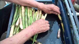 タケノコ電動皮むき機 - YouTube タケノコ電動皮むき機 - YouTube