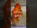 Don’t ❌ Add Fish Before This 😳🐟 | Tank Cycling Explained #fish #fishtank