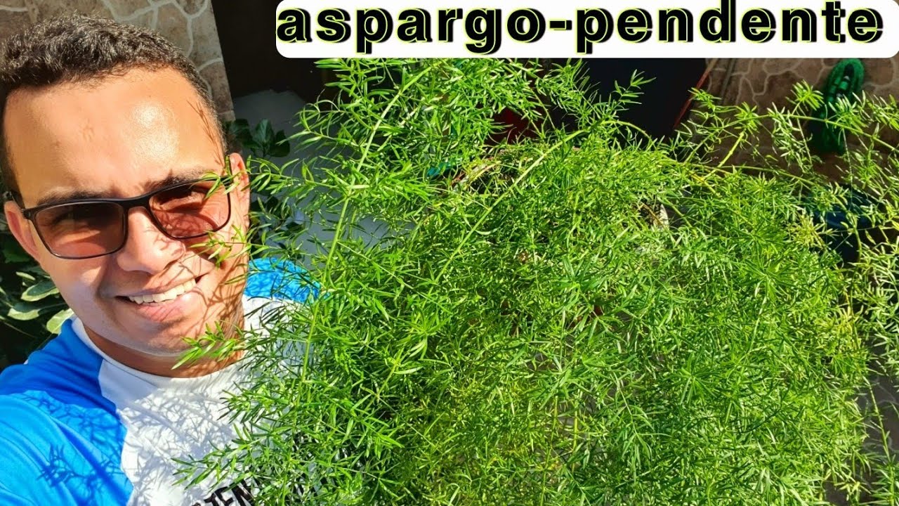 Aspargo-pendente - quer aprender a cultivar e fazer mudas dessa linda planta? assista este vídeo!🪴🌿