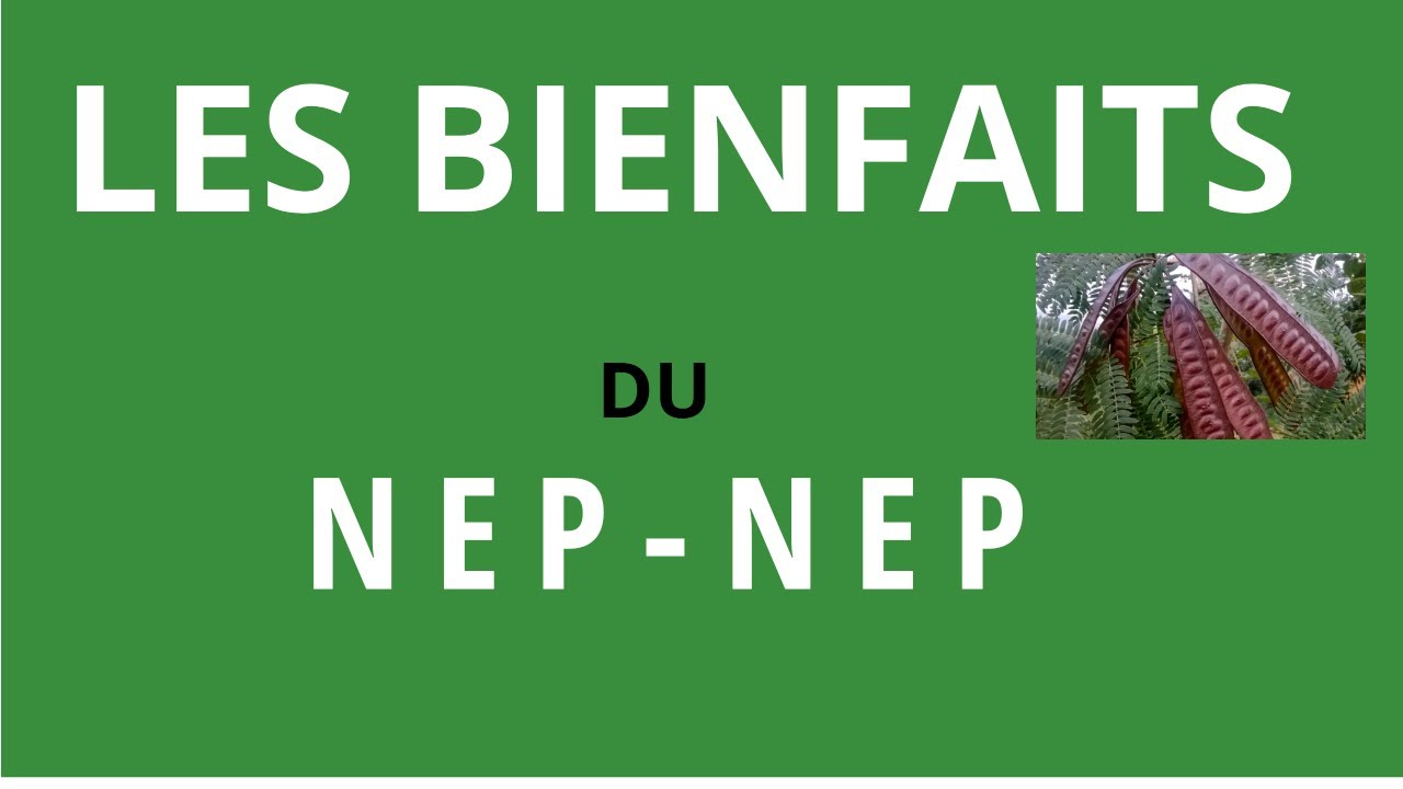 Le nep nep et ses bienfaits médicinaux L'acacia nilotica ou nep nep est une  plante tropicale aux nombreux bienfaits vantés depuis des siècle sur le, By Radars Info Burkina