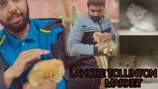 Pakistan Biggest Pets Market/ Lahore Tollinton Pets Market The Volunteer Talha RAFIQUE