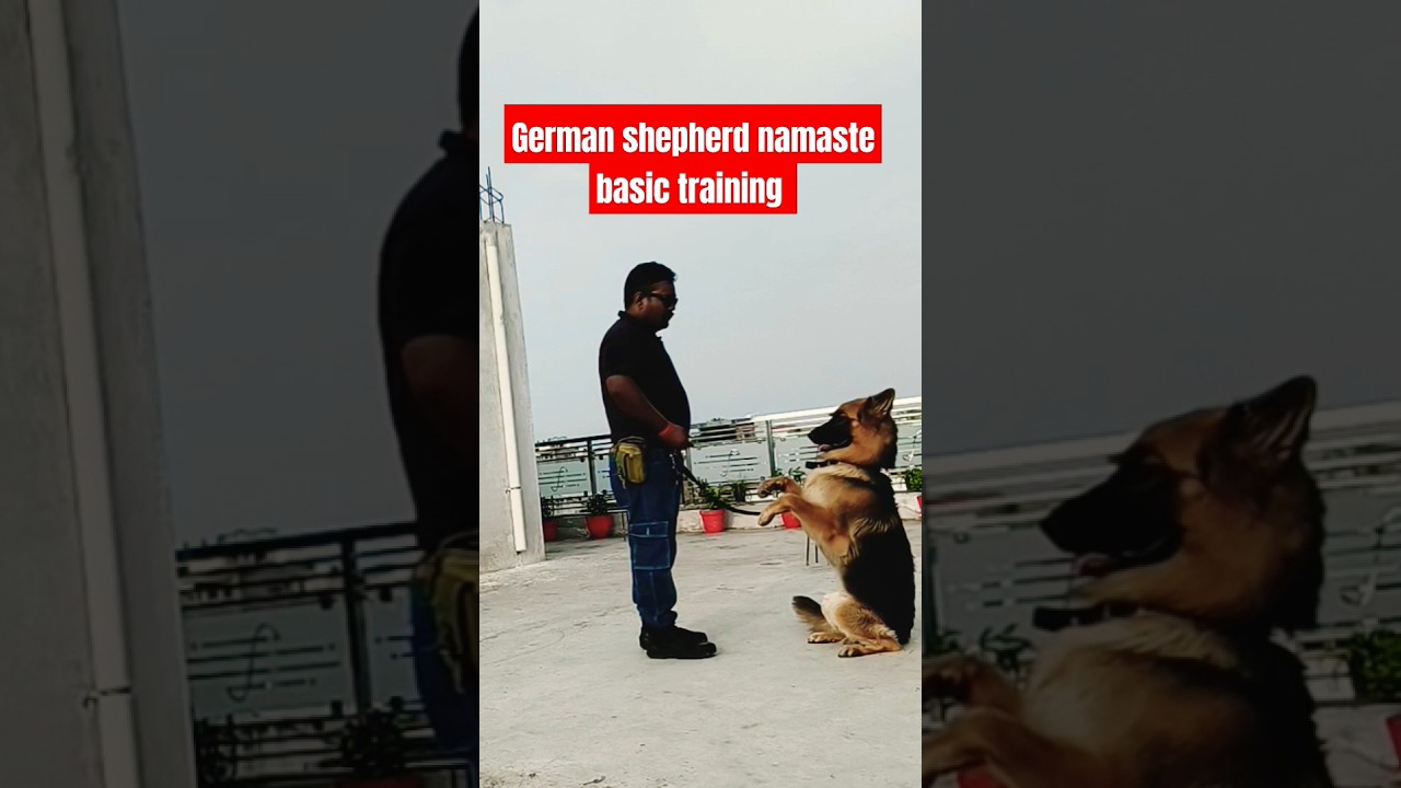 German shepherd namaste basic training 