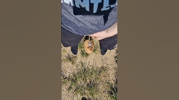 Pou got peed on 😶😂 #pou #plushie #plushtoy