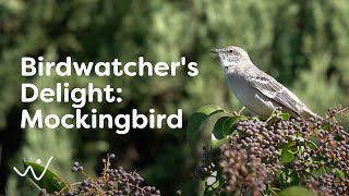 Mockingbird Melodies - Enchanting Birdsong in High-Quality | Nature&#39;s Mimic at Its Best