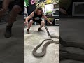 World’s Biggest VENOMOUS SNAKE! KING COBRA! #cobras #kingcobra #snakes #animal #shorts