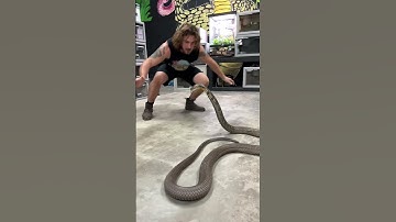 World’s Biggest VENOMOUS SNAKE! KING COBRA! #cobras #kingcobra #snakes #animal #shorts