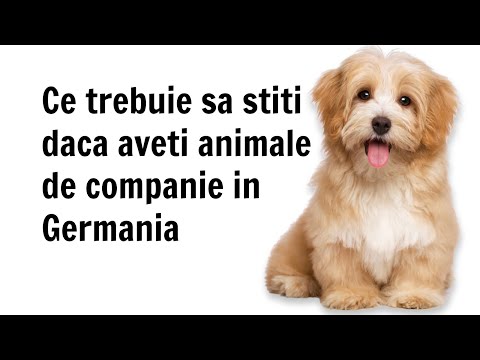 Video: Sfaturi pentru a călători cu animale de companie în Germania