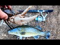 Catching crayfish cod and cold feet murray cod fishing in may