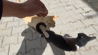 Tuxedo cat refuses to mate with Ginger cat, she just wants petting and food.