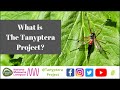 What is The Tanyptera Project?