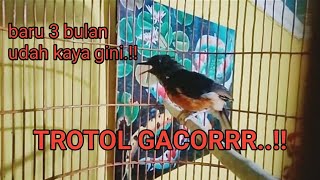 Download lagu TROTOL MURAI BATU GACOR || PANCINGAN MURAI BISU