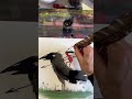 Pluma ibérica es – urban art clip, arte urbano Barcellona, streetart video