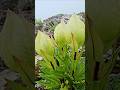 Brahma Kamal – Lord Shiva’s Favorite Flower That Blooms Once a Year 🌸 #shorts #plants