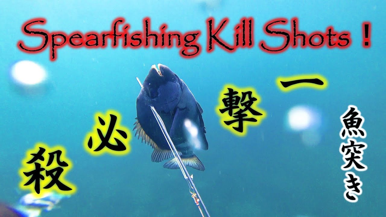 魚キルショットの瞬間【魚突き】KILL SHOTS!