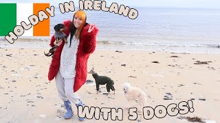 Day in my life of a dog holiday in ireland