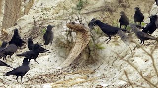 देखिए जब अचानक कैमरे में कैद हुआ ये नजारा, फिर क्या हुआ। Cobra Snake, Crow