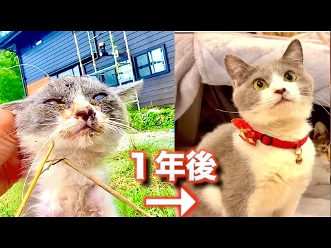 なぴちゃぴページ The Transformation of a Ragged Kitten One Year Later - YouTube