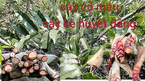 nhận biết và phân biệt cây cỏ máu, cây kê huyết đằng và một số cây họ huyết đằng chính xác nhất.