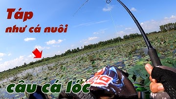 Câu Lure Cá Lóc ✅ Thử Một Ngày Câu Cá Lóc Đám Sen Cạn Và Cái Kết  | Tâm Râu Vlog #354
