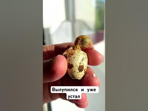 С днем рождения, цыпленок! #перепелка #цыпленок #радонежский - YouTube