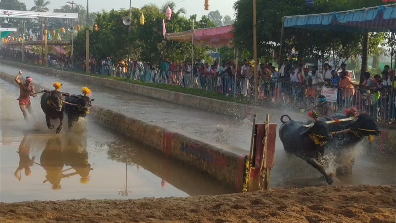 vamanjoor thirvail Guthu kambala 2021-22