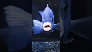 Download Lagu Rare fishes  #rarefish #fishing #ocean MP3