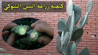 زراعة الاسطح | طريقة زراعة التين الشوكي