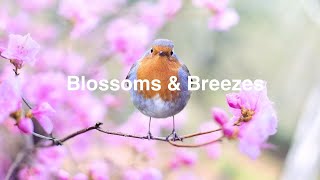 Harmony in Bloom: A Serene Journey Through Europe's Springtime Melodies | Relaxation music