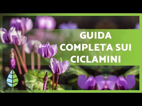 Video: Ciclamino In Crescita A Casa: Cura, Riproduzione, Parassiti E Malattie