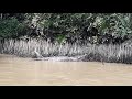 Penampakan Buaya besar broo